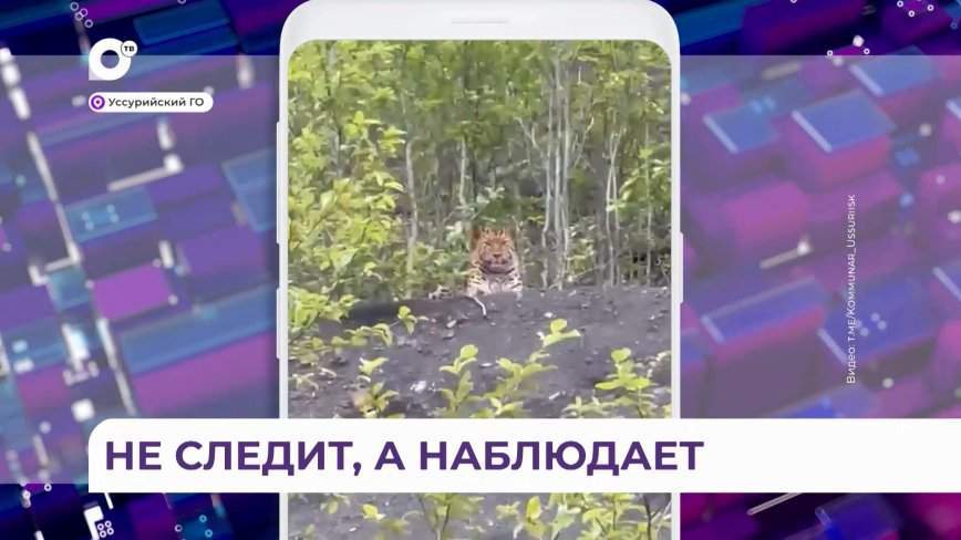 Леопарда встретили жители Приморья в заповедном лесу