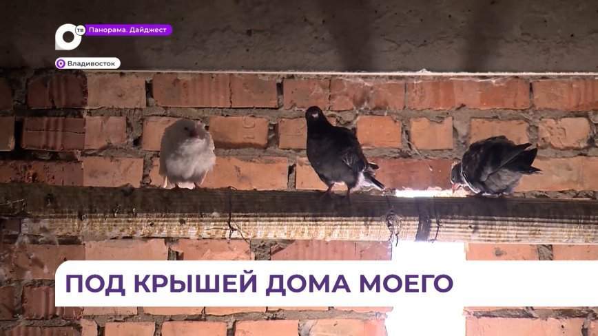 Кладбище голубей обнаружили жители многоэтажки во Владивостоке