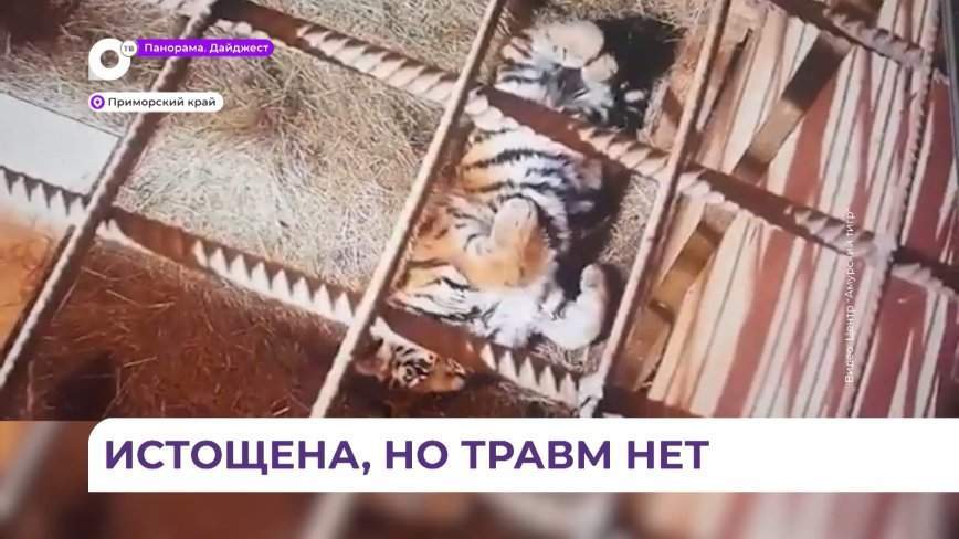 Жизнь тигрёнка спасают в реабилитационном центре «Тигр»