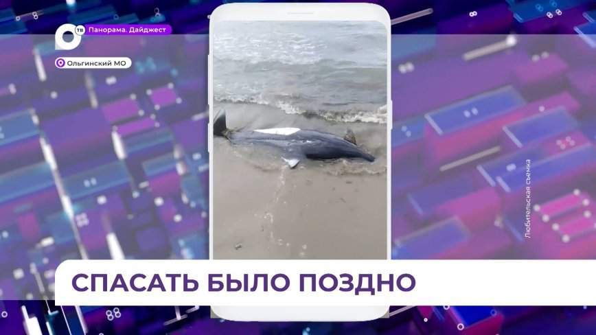 На берег вблизи посёлка Ольга выбросилось морское животное