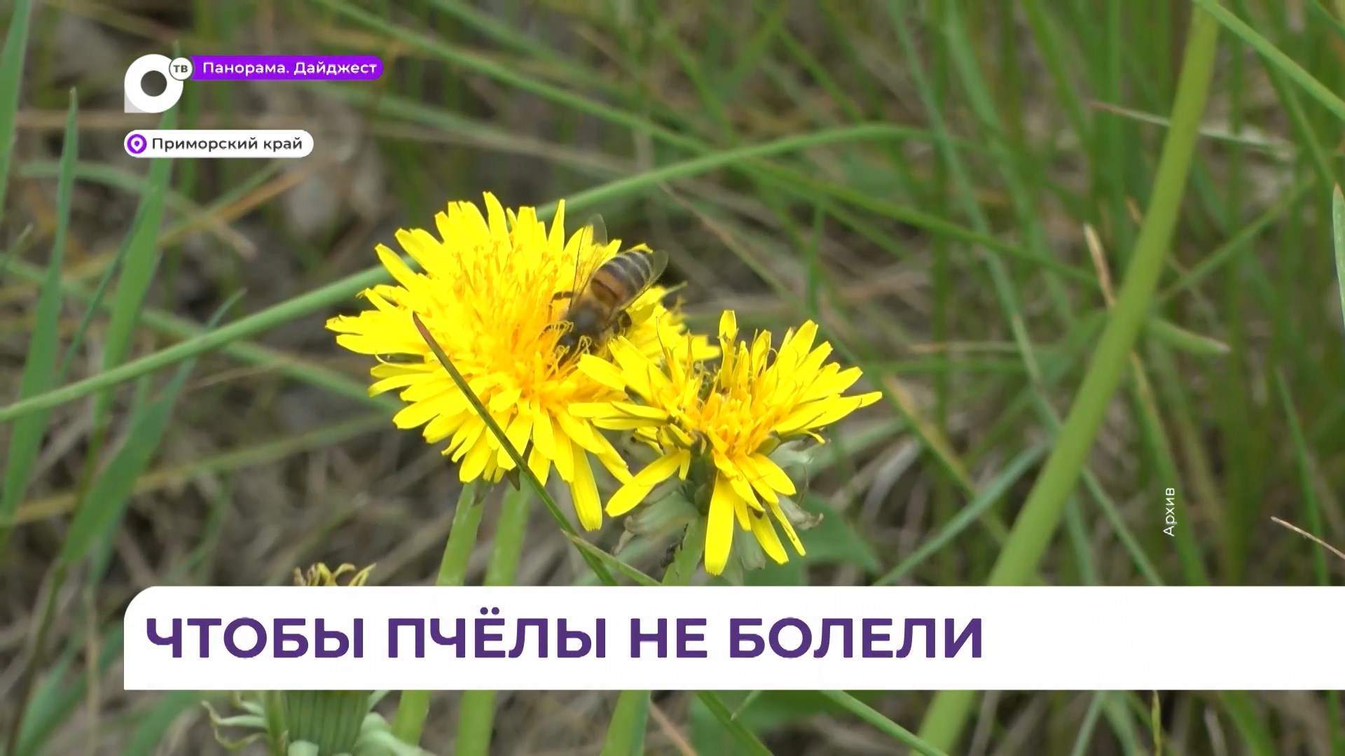 В Приморье пчеловоды могут пройти бесплатное обследование своих пчёл