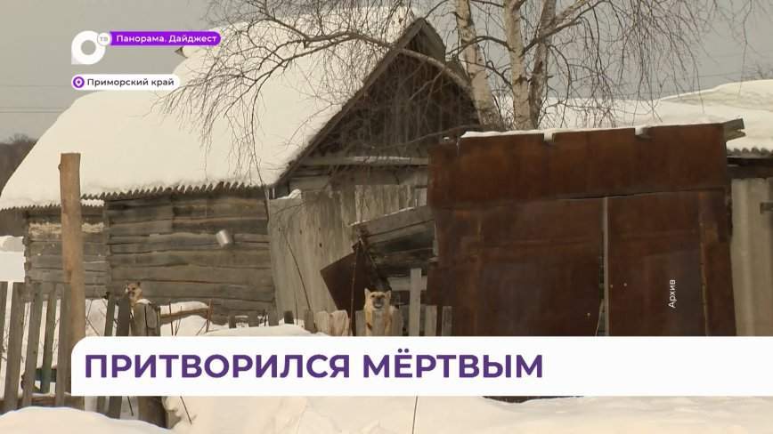 «Она отпустила»: действенный способ выжить озвучил мужчина, на которого напал тигр