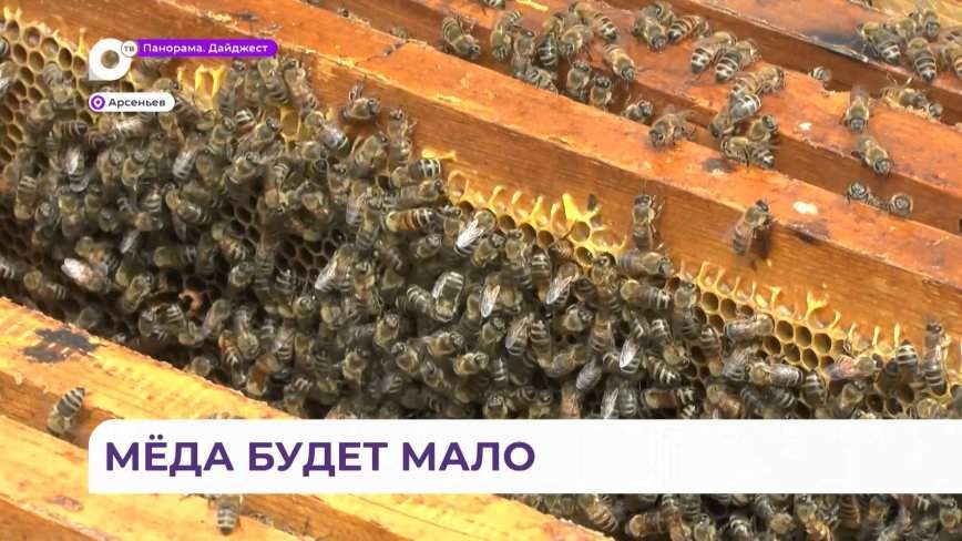 Такого не припомнят даже опытные пчеловоды: мед подорожал в Приморье вдвое