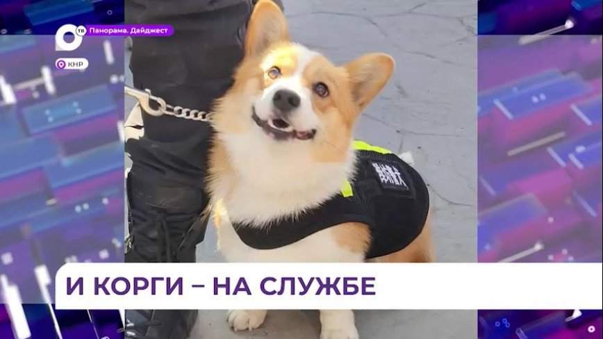 В соседнем с Приморьем Китае вскоре появится первая полицейская собака породы корги