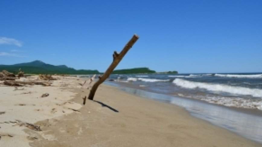 Пугающих размеров хищник обитает в водоёмах Приморья