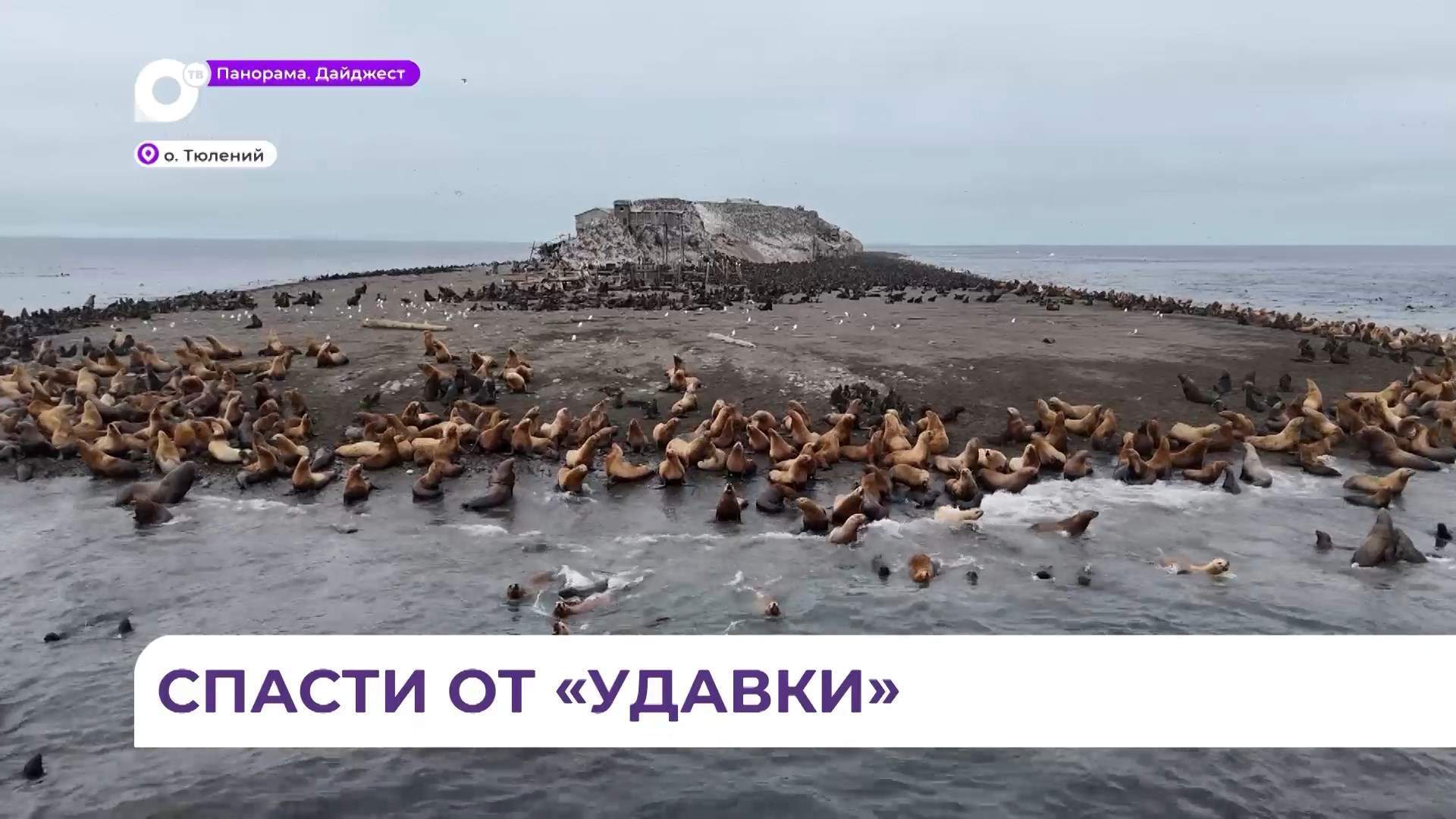 Спасти от «удавки»: на острове Тюлений «Друзья океана» вызволяют из мусорного плена ластоногих