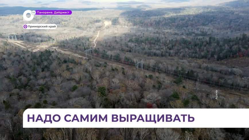 Дальневосточные учёные предлагают переходить на плантационное выращивание леса