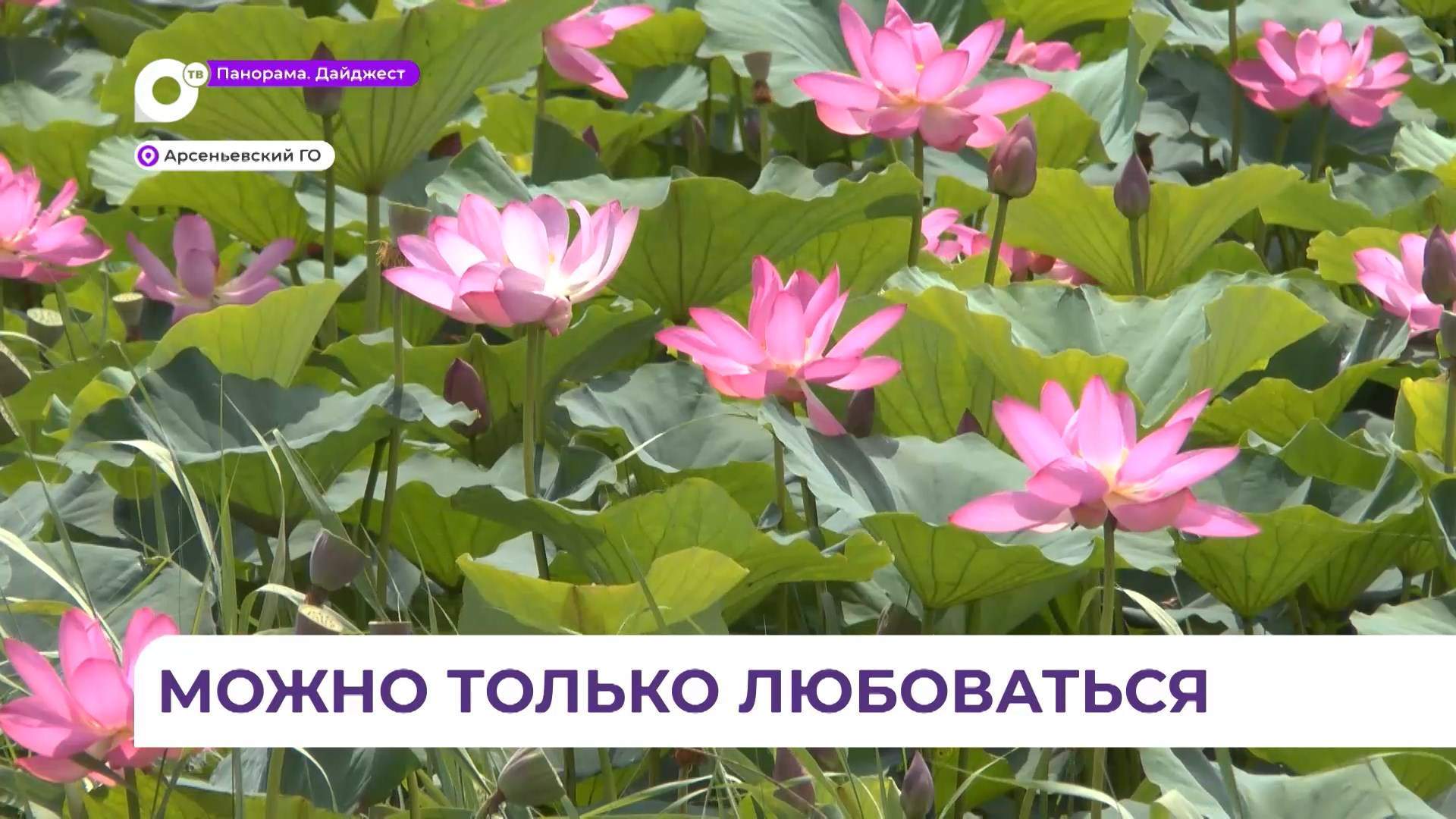 Невероятными лотосами покрылось одно из озёр вблизи Арсеньева
