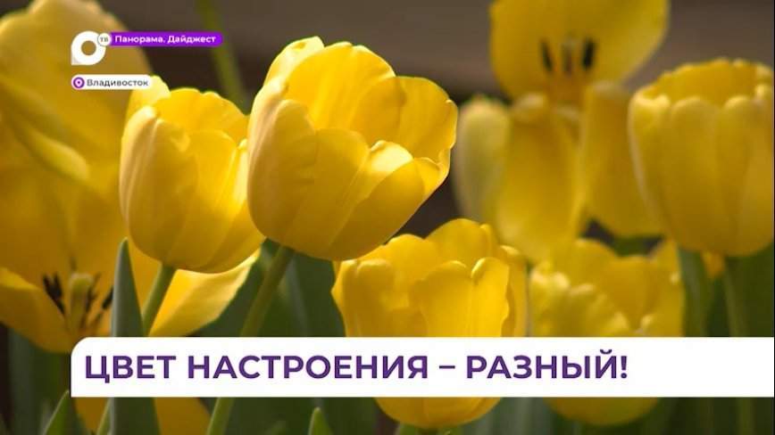 Символ Международного женского дня – тюльпаны