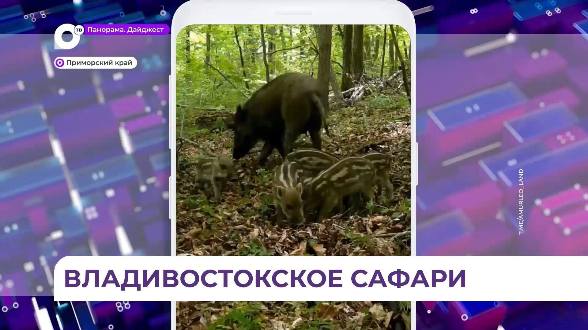 Целые стада кабанов пугают гуляющих лесу в районе «Варяга» во Владивостоке