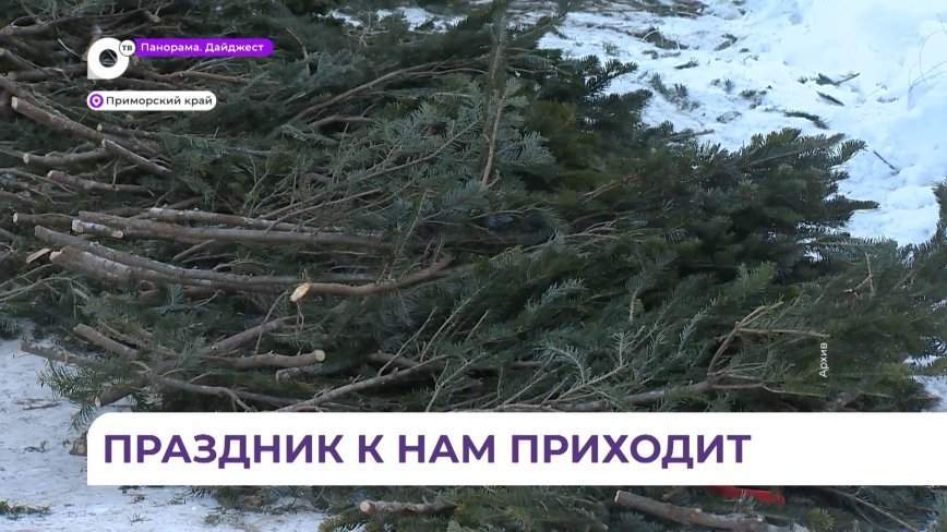Первая партия веток хвойных деревьев поступила в Приморье