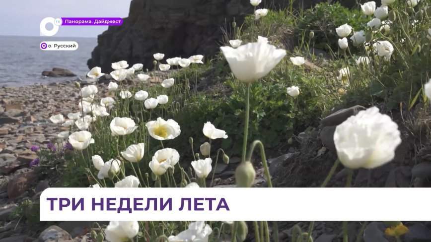 Признак наступившего лета в Приморье – белые маки