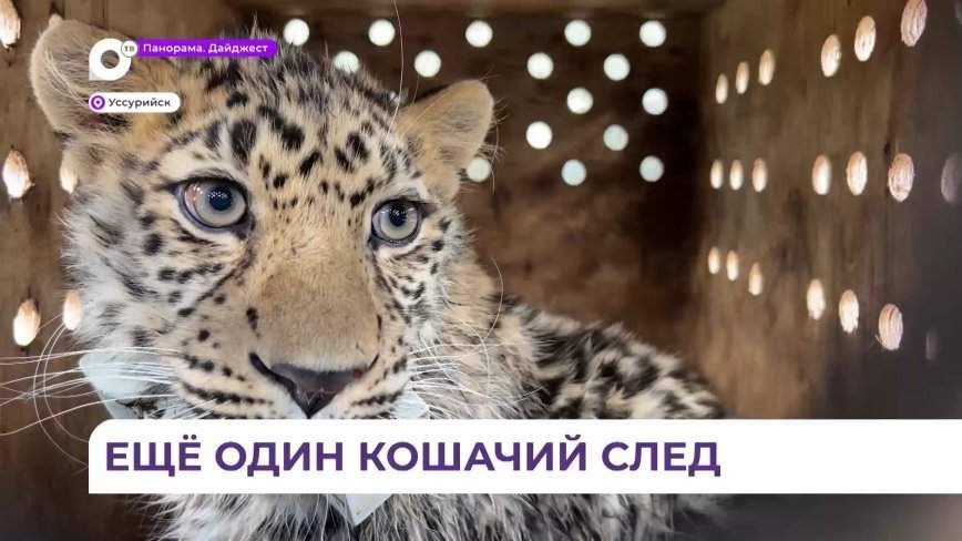 Леопард Leo 260M выпущен в дикую природу после успешной реабилитации
