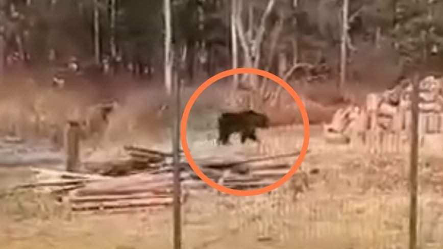 «Ходит медведь прям к школе»: пугающее видео сняли в Приморье