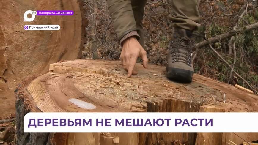 Деревьям не мешают расти: в Приморье сократился ущерб от незаконных рубок леса