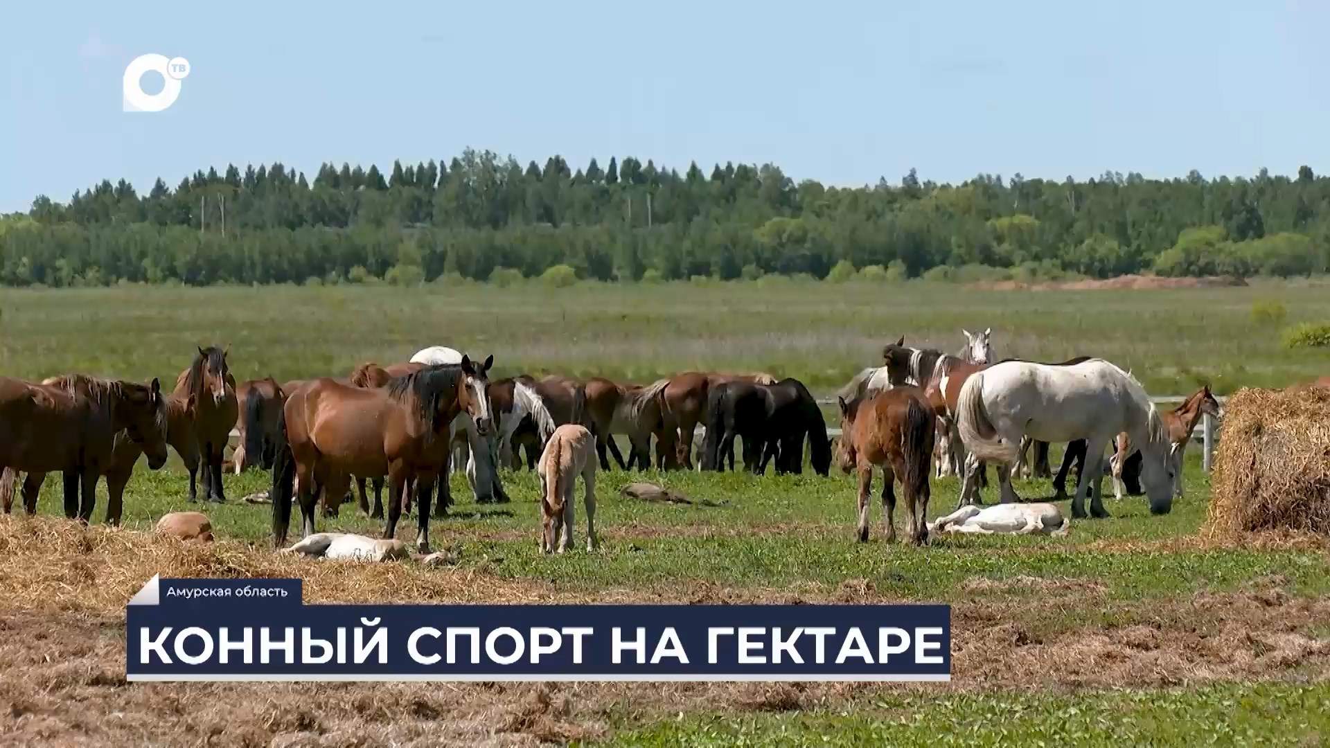 Дальний Восток на связи / Конный гектар 