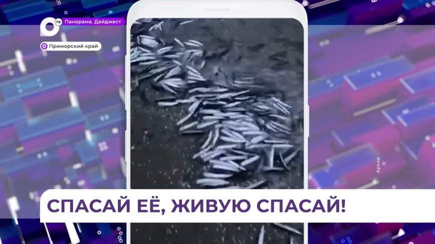 Жители Владивостока устроили операцию по спасению анчоусов на набережной Эгершельда