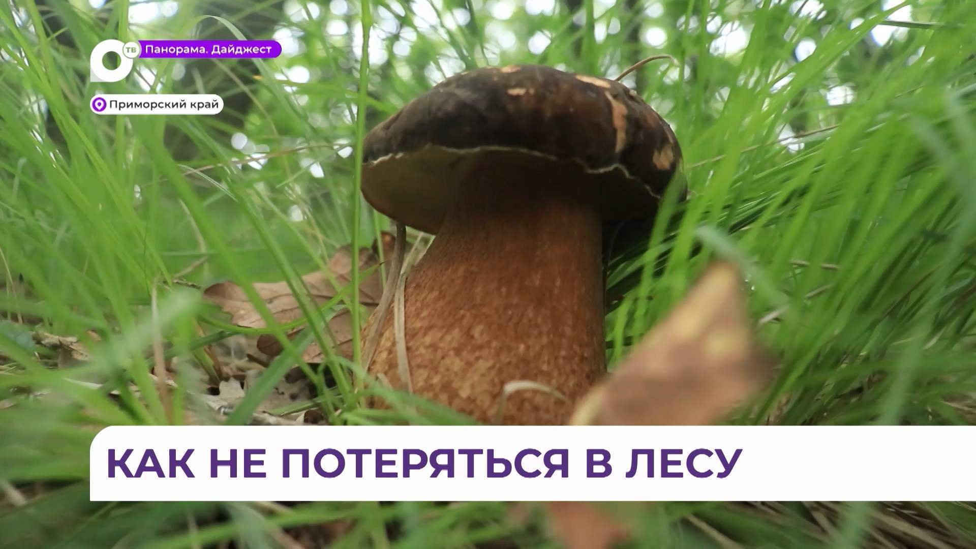 Грибники теряются в лесу один за другим: о поисках рассказали волонтёры и спасатели Приморья