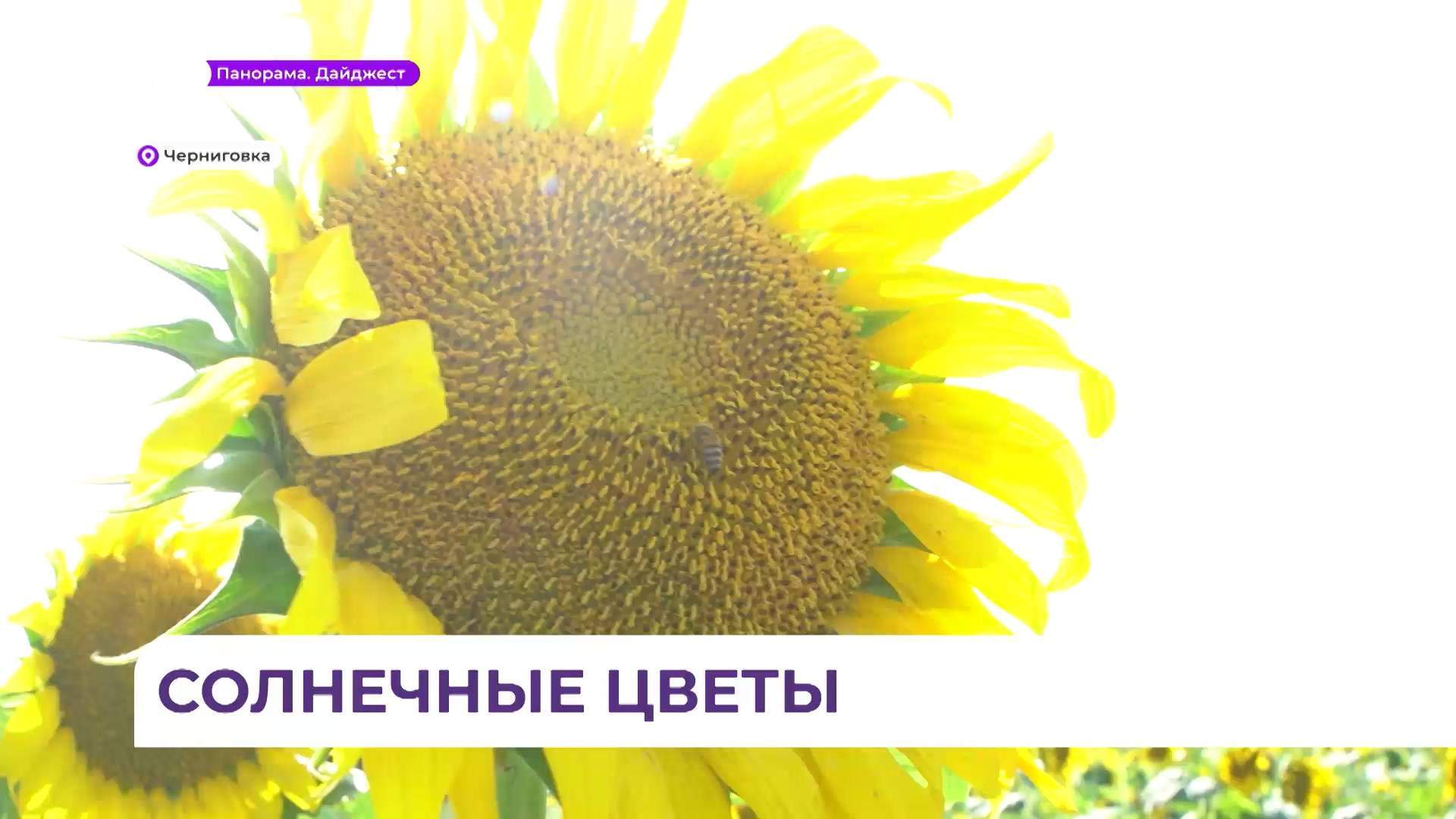 Море подсолнухов в Черниговском фермерском хозяйстве вскоре превратится в свежайшее масло