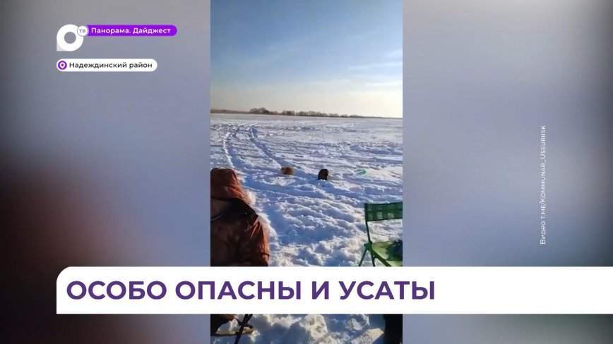 Банда котов устроила настоящий рэкет на льду
