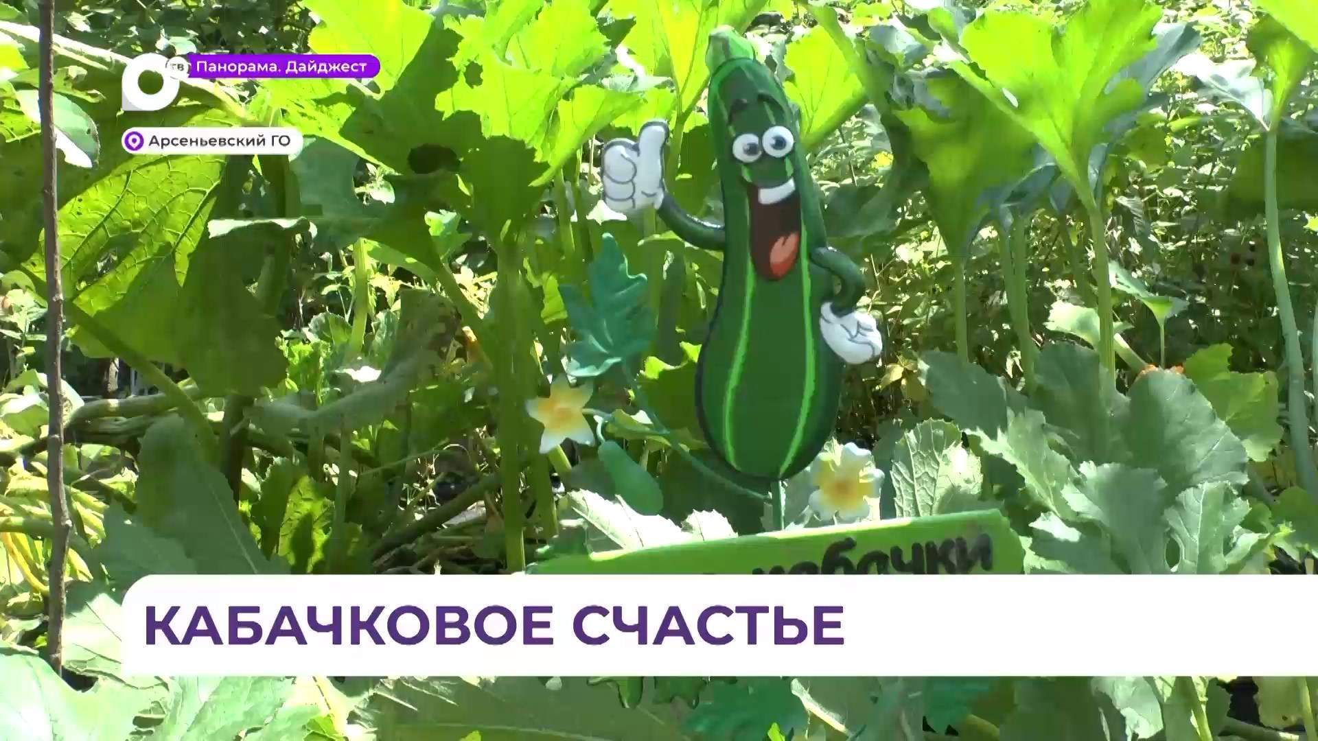 Сезон сбора кабачков в Арсеньевском округе завершается, начинают созревать баклажаны