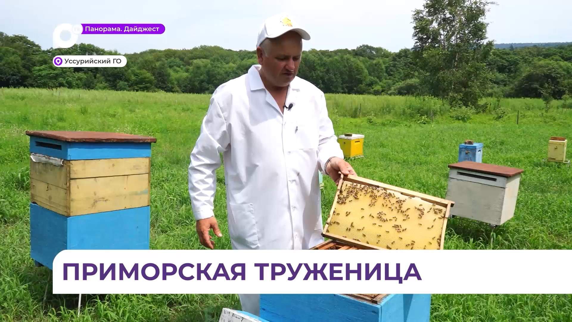 В Приморье дальневосточная пчела стала настоящим селекционным достижением