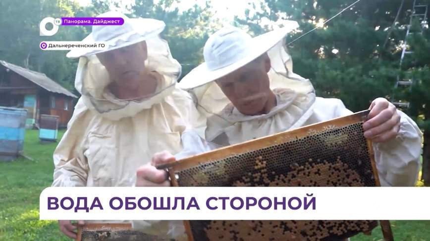 Сезон медосбора в Дальнереченске в самом разгаре