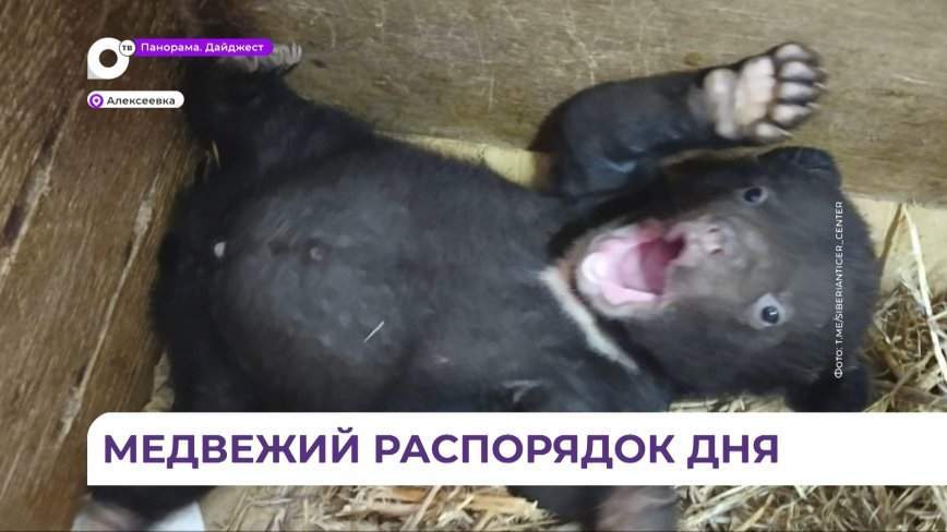 Медвежата из реабилитационного центра «Тигр» готовятся ко второму дню рождения