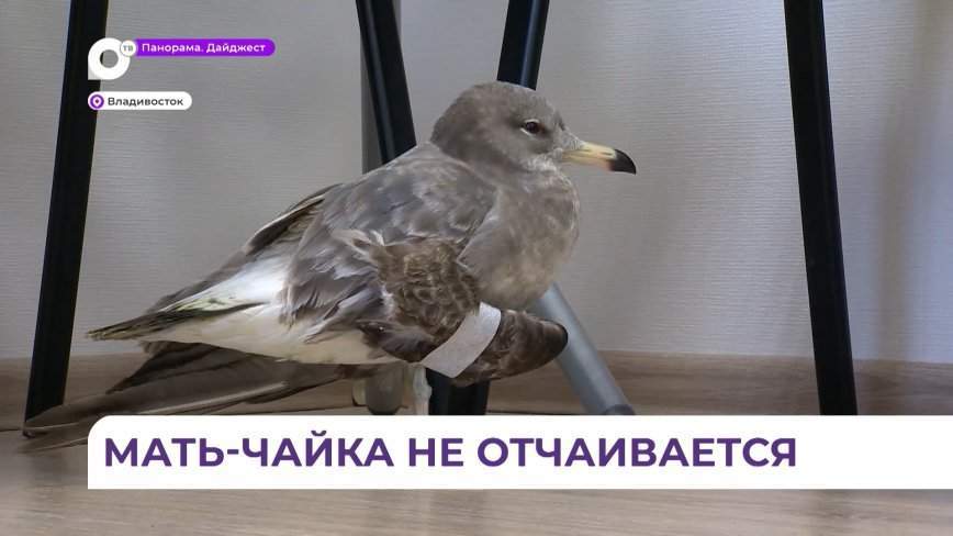 Спасённому во Владивостоке птенцу чайки предстоит долгая реабилитация