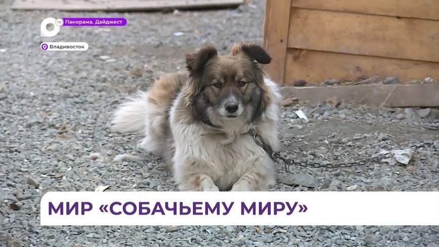 Благодаря спонсорам волонтёры приюта «Собачий мир» построят для своих постояльцев новый дом