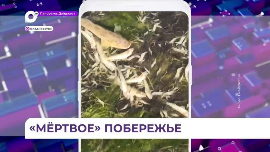 В Пригороде Владивостока жители заметили массовый замор рыбы