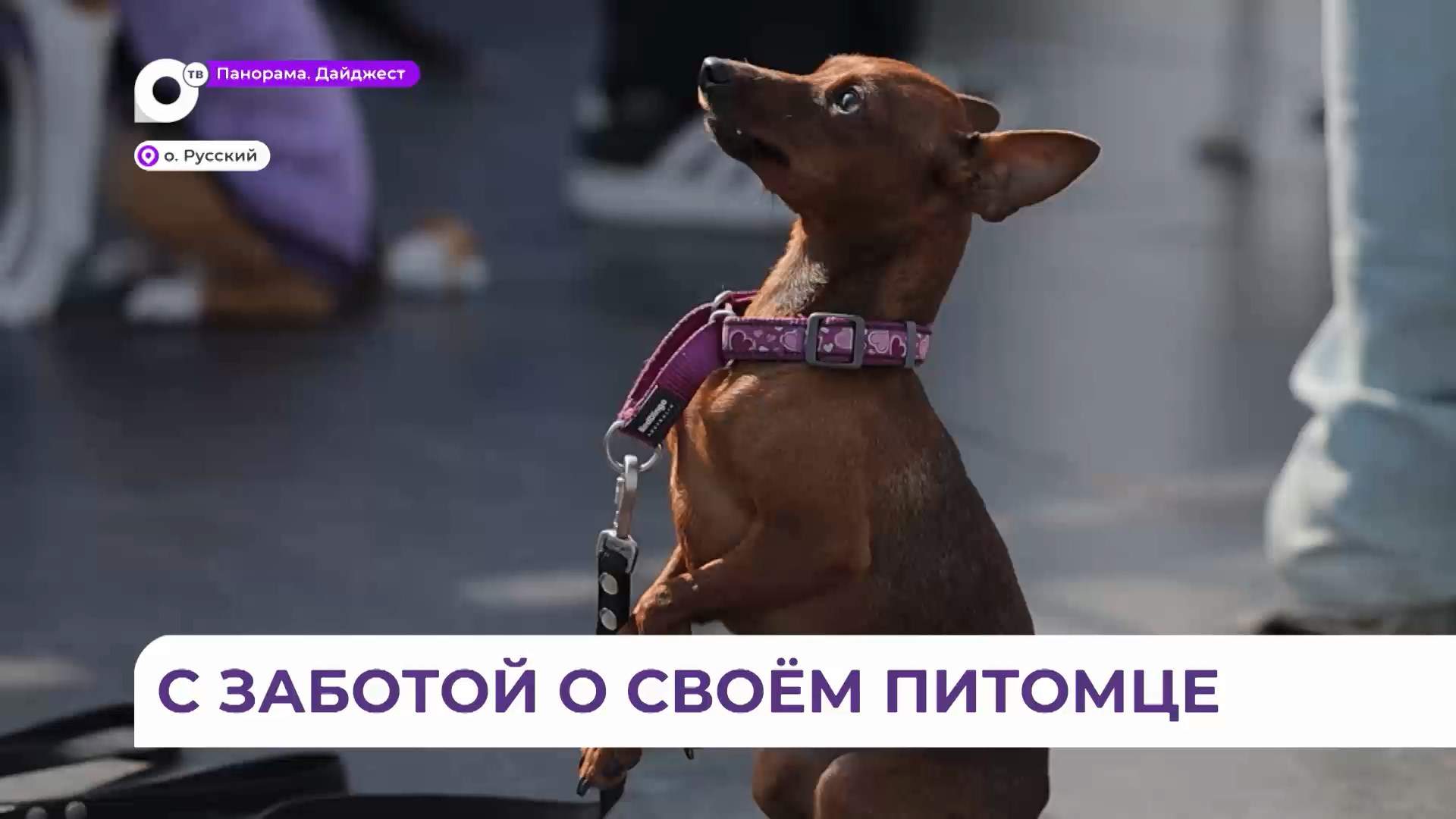 Фестиваль «Собаки города В» объединил хозяев, животных и настоящих профессионалов