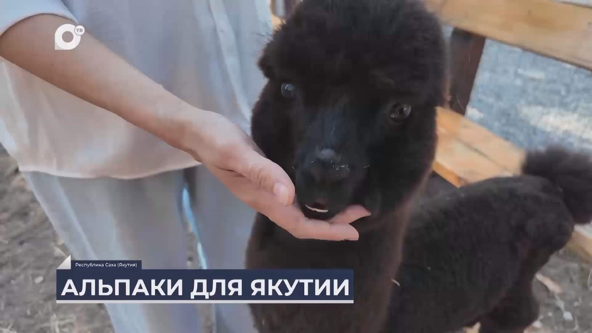 Дальний Восток на связи / Альпаки для Якутии