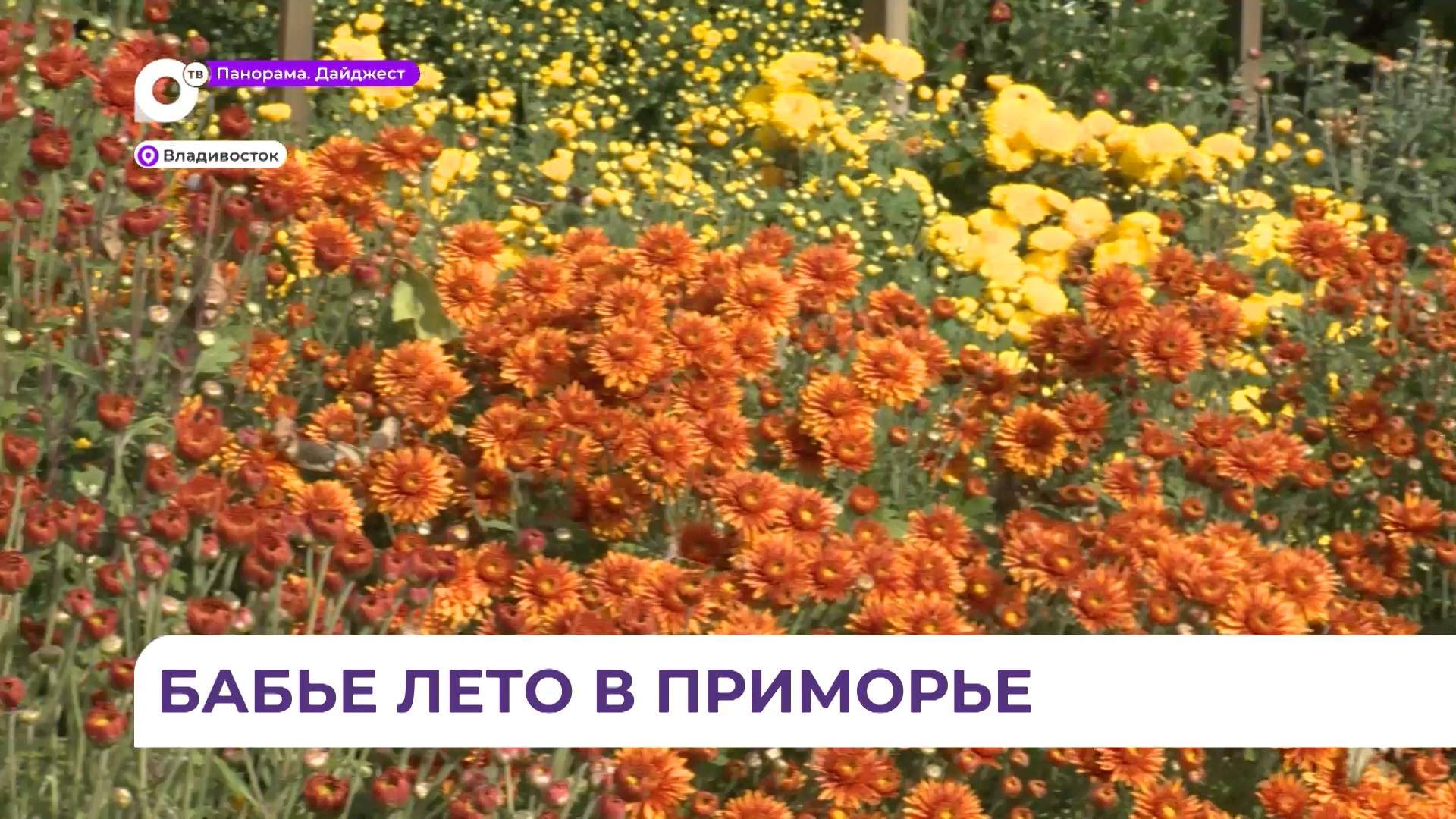 Дивная пора в Ботаническом саду продолжается цветением хризантем 