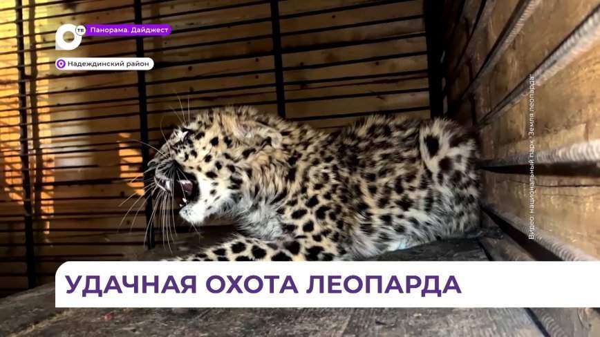 Первая удачная охота на крупного зверя состоялась у спасённого в Приморье леопарда