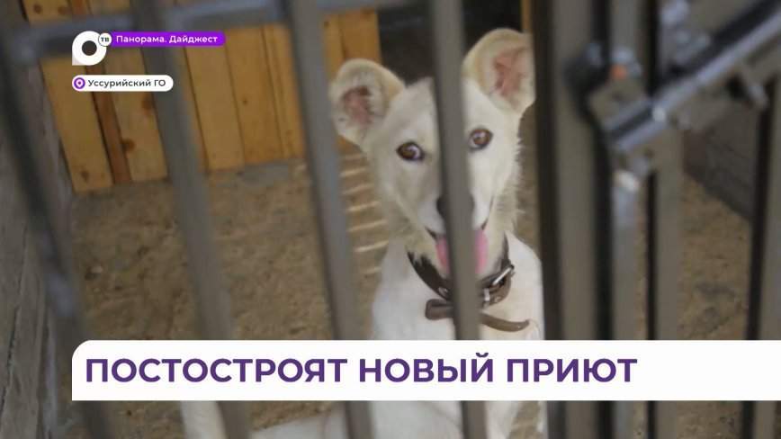 Миллионный грант потратят на новый приют для собак в Приморье