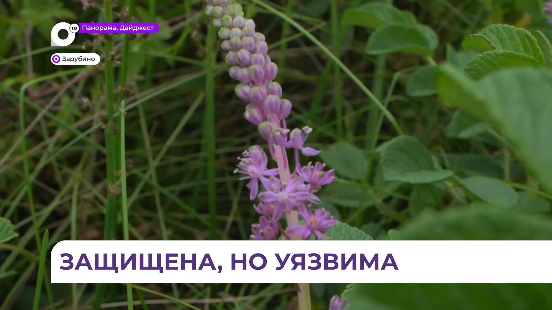 Уникальное, редкое и краснокнижное растение барнардия японская произрастает в Приморье 