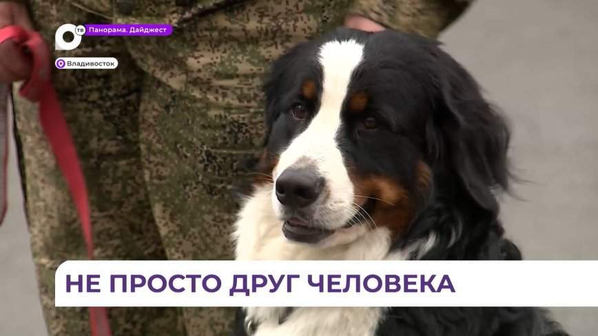 Служебные собаки и их наставники отмечают профессиональный праздник