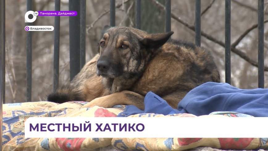 Приморский Хатико уже несколько дней ждет хозяина на одной из остановок дальневосточной столицы