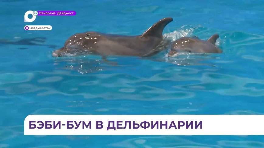 Сразу двое дельфинят появились на свет в дельфинарии медицинского центра «Океан» на Садгороде