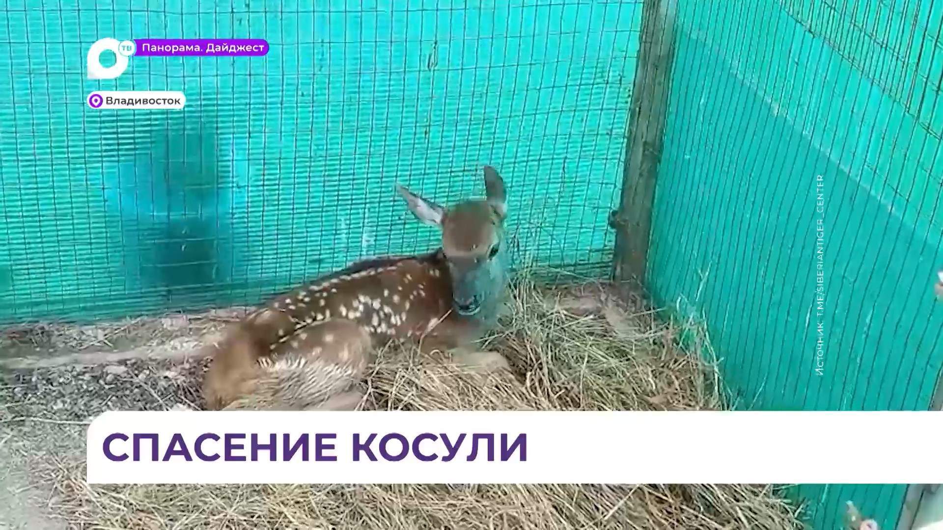 Детёныш косули появился в центре спасения диких животных «Тигр»
