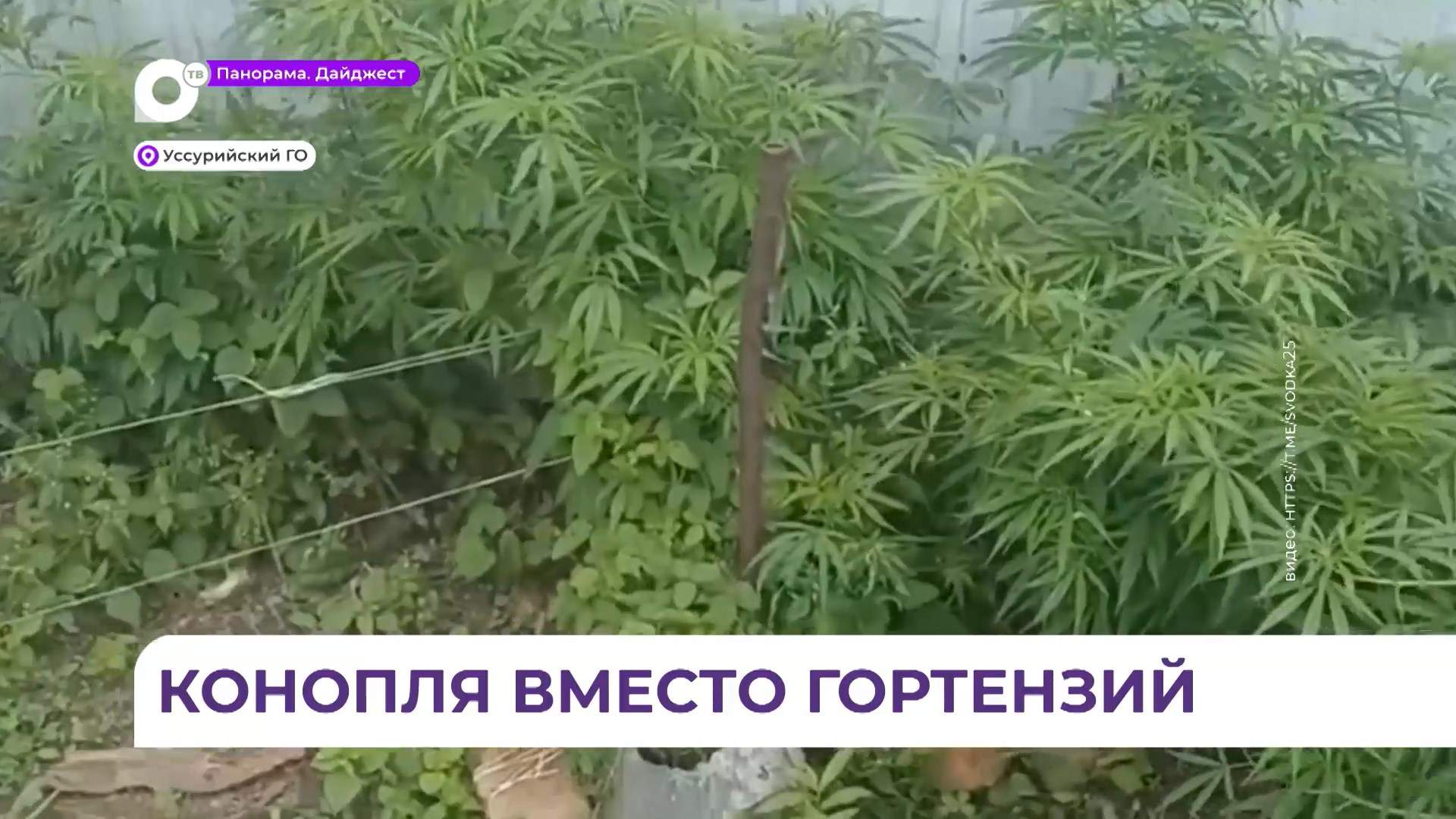 Наркоплантацию на приусадебном участке обнаружили в селе Баневурово