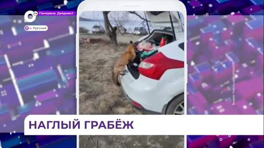 На острове Русский лиса попыталась украсть сумку из багажника машины