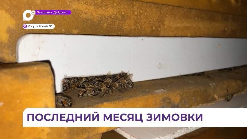 Пчеловоды Приморья готовятся к новому сезону