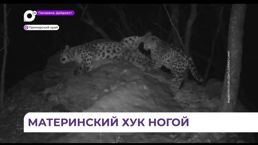 Воспитание детеныша леопарда зафиксировала фотоловушка в нацпарке