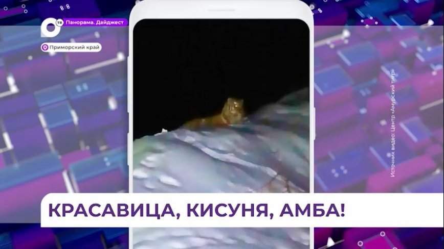 В Пожарском районе сотрудники угольного разреза повстречали тигра