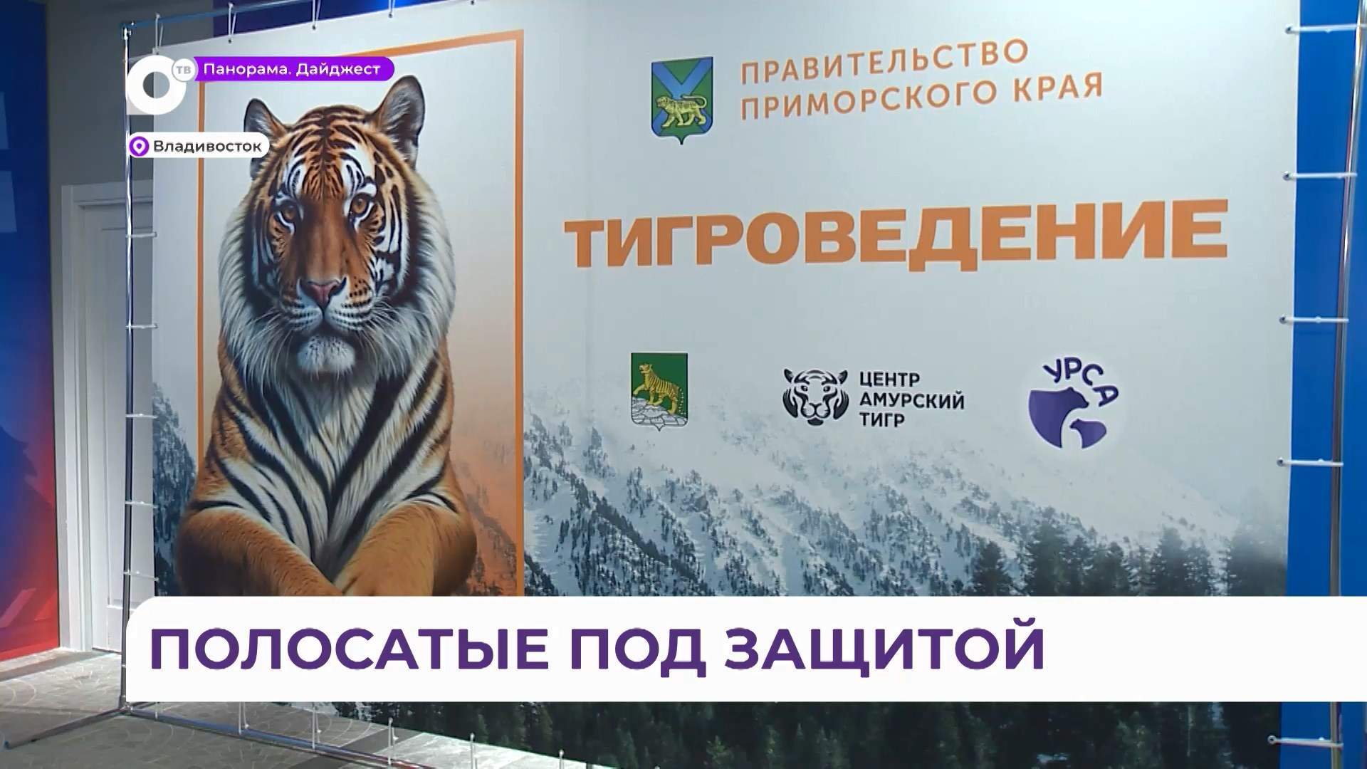 Тигроведение научит школьников разоблачать фейки об амурском тигре