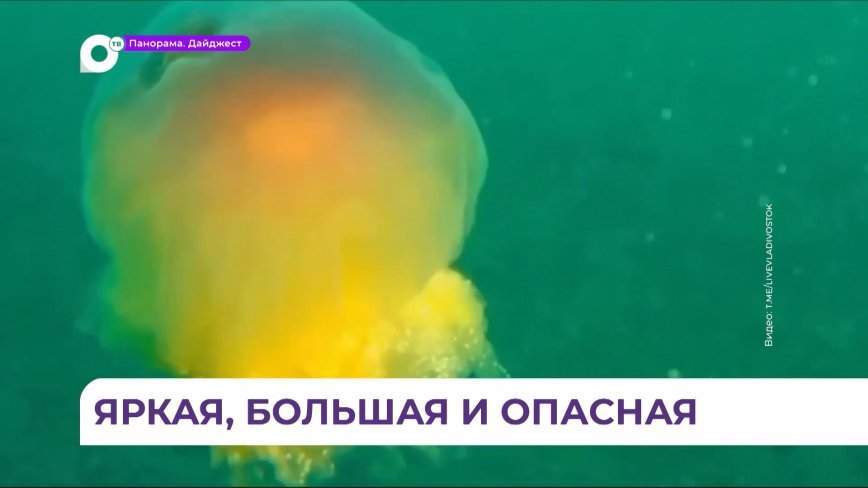 Гигантская медуза цианея попала в объектив приморского водолаза