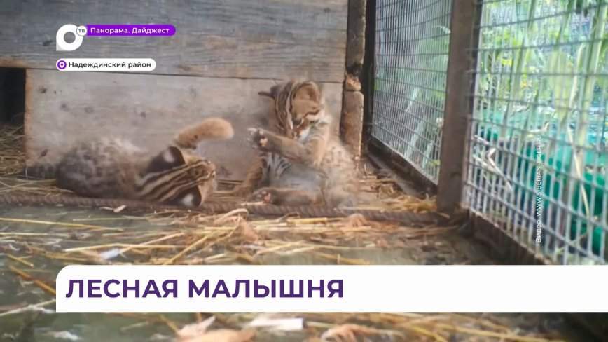 Стала известна судьба найденных у обочины в Приморье лесных котят – новое видео