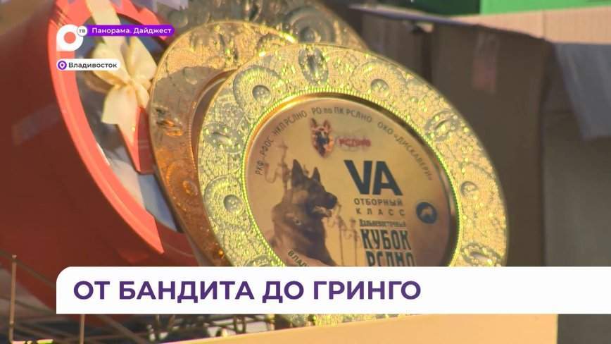 Международная выставка немецких овчарок прошла во Владивостоке